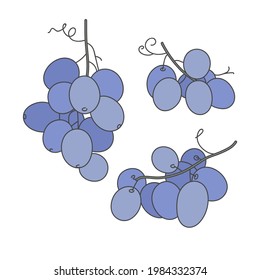 Vector linear illustration grape branches isolated on white background