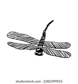 Vector linear illustration hand-drawn sketch insect dragonfly. Simple linear illustration