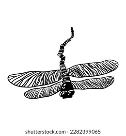 Vector linear illustration hand-drawn sketch insect dragonfly. Simple linear illustration