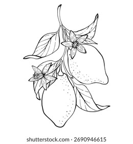 Vector linear illustration of a lemon branch with leaves and flowers. Hand-drawn outline drawing on a white background. for packaging, logos, menus, business cards, banners and decorative projects.