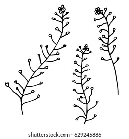 Vector linear illustration of the plant isolated on white background. Hand drawn sketch of the flowers. Image in vintage style for design.