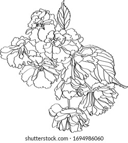 vector linear illustration of sakura inflorescence