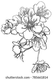 vector linear illustration of sakura inflorescence