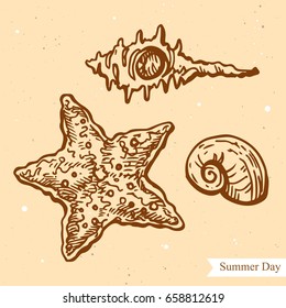 Vector linear illustration of seashell, starfish isolated on paper background with abstract texture. Hand drawn sketch in retro style of the starfish on the beach. Image in vintage style for design.
