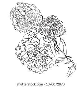 vector linear illustration of a set of inflorescences curly roses