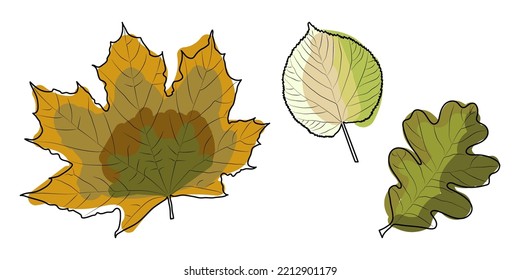 Vector linear illustration of a set of leaves - linden, maple, oak Leaves for patterns, stickers, prints and decor.