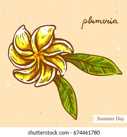 Vector linear illustration of summer flower isolated on paper background with abstract texture. Hand drawn color sketch in retro style of tropical flower - plumeria. Image in vintage style for design.