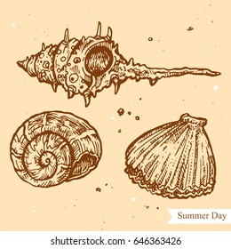 Vector linear illustration of summer shells isolated on paper background with abstract texture. Hand drawn sketch in retro style of sea shell on beach. Image in vintage style for design.