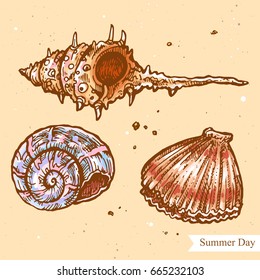 Vector linear illustration of summer shells isolated on paper background with abstract texture. Hand drawn color sketch in retro style of sea shell on beach. Image in vintage style for design.