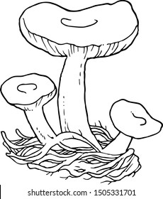 vector linear illustration. three mushrooms. natural forest russula family on white background. freehand drawing with black stroke. template for coloring book