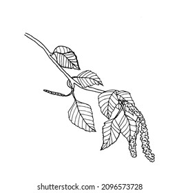 Vector linear image of a birch twig with buds. Freehand sketch with lines.