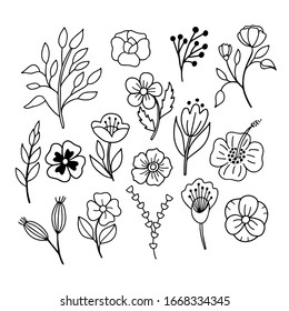 Vector linear image of leaves and flowers on a white background. For the design of postcards, wallpapers, prints on clothes, textiles, wrapping paper, for botanical illustrations.