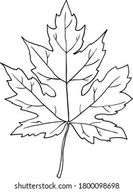 Vector linear image of a maple leaf on a transparent background