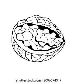 Vector linear image of a walnut in a cut. Half a nut. Freehand sketch with lines.