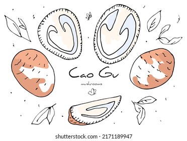 Vector linear isolated illustration with a set of Cao gu mushrooms. The concept of Asian cuisine, food. You can use the element in web design, packaging design, banners, etc