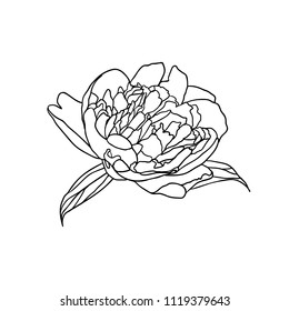 Vector linear peony flower on white background