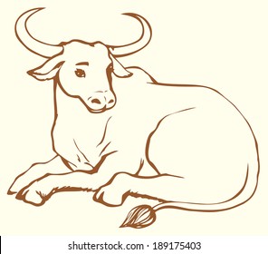 Vector linear picture of lying cow with big horns. Zebu, also known as humped cattle or Brahman, is a type of domestic cattle originating in South Asia, characterised by fatty hump on their shoulders