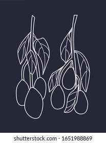 Vector linear set with branches of avocado tree on the dark background. Organic, vegan, nature. Modern minimalistic poster. Vector clip art. Elements are isolated. For vegan shop, package design.