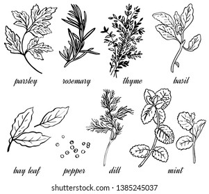 Vector linear set of spice herbs