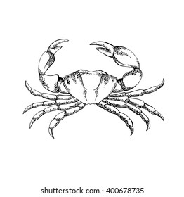 vector linear sketch of a crab isolated on a white background