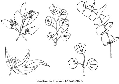 Vector linear sketch eucalyptus branch on a white background