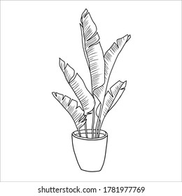 Vector linear sketch house plant banana illustration. houseplants, indoor and office plants in pot. Hand drawn tropical house plants. Scandinavian style illustration, modern and elegant home decor.