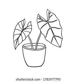 Vector linear sketch house plant illustration. houseplants, indoor and office plants in pot. Hand drawn tropical house plants. Scandinavian style illustration, modern and elegant home decor.