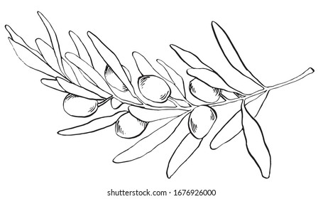 Vector linear sketch olive branch on a white background