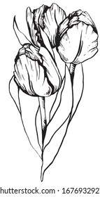 Vektorillustration, lineare Skizze, Tulpen auf weißem Hintergrund