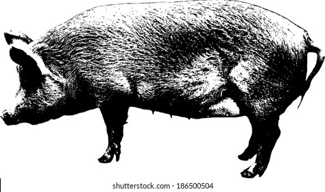 Vector lineart of a fat female hog. 