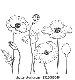 Vector lineart poppy set with flower bud and stew. Isolated. Hand drawn graphic illustration.