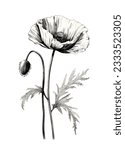 vector linocut print black and white realistic poppy flower isolated on white background. vintage style ink pen drawing graphic.