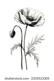 vector linocut print black and white realistic poppy flower isolated on white background. vintage style ink pen drawing graphic.