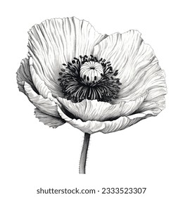 vector linocut print black and white realistic poppy flower isolated on white background. vintage style ink pen drawing graphic.