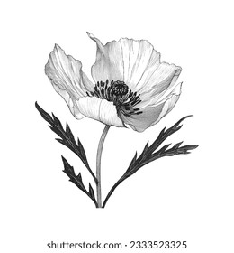 vector linocut print black and white realistic poppy flower isolated on white background. vintage style ink pen drawing graphic.