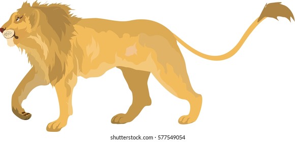 Vector lion isolated on white