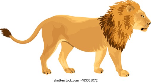 vector lion - Panthera leo