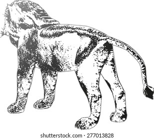 Vector lion silhouette