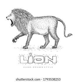 vector of a lion walking, hand drawn animal illustration