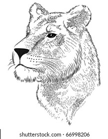 Vector lioness represented in the form of a tattoo
