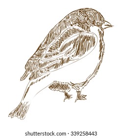 Vector little hand drawn bird isolated over white background