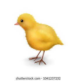 Vector little realistic chick isolated on white background