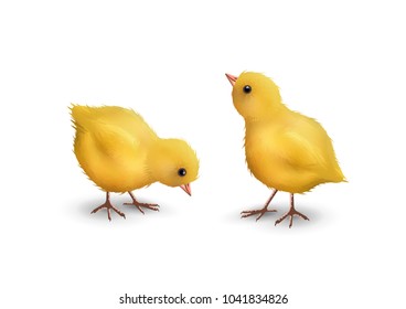 Vector little realistic chicks isolated on white background