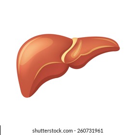 Vector liver illustration