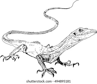 Vector lizard, hand painted drawing of outline isolated on white background