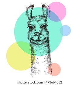 Vector llama head illustration. Llama or alpaca hand drawn ink sketch. Cute mammal animal drawing