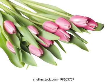 Vector llustration of pink tulip flowers in a white background