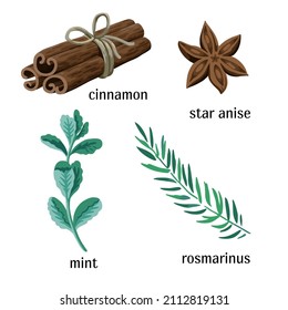 Vector llustration of spices and herbs, cinnamon, star anise, rosemary and mint, isolated on a white background.
