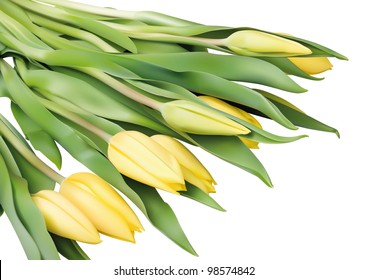 Vector llustration of yellow tulip flowers in a white background