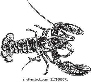 Vector "Lobster Drawing" on White background. Vector for print design, printing on T-shirts, sweatshirts, posters, covers of notebooks and sketchbooks.